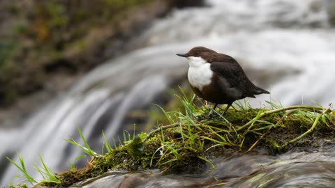 The Dipper : Close Up HD Footage (Cinclus cinclus )