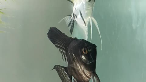 Angel fish