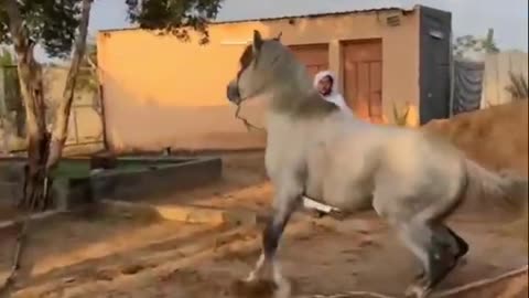 Funny Jumping horse 🐎