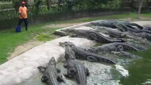 crocodile 🐊 feeding at crocodile park