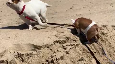 Bulldog Helps Buddy Up a Sand Mound