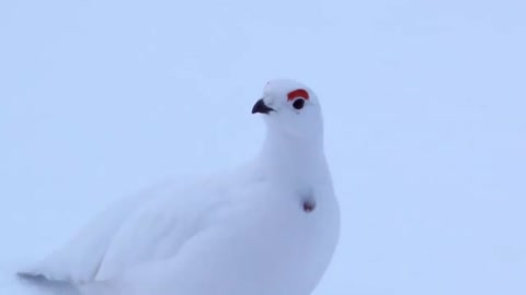 strange bird that talks as if it were human