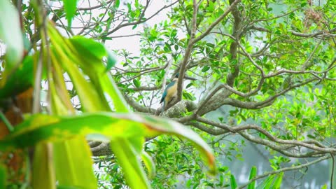 Help us find some of our elusive birds! Australia Zoo Life