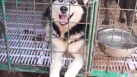 dog with blue eyes