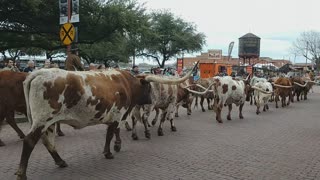 Fort Worth, TX Stampede