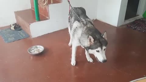 Weeks Pregnant Siberian Husky - Bread Treats