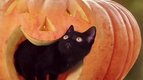 Halloween Black Cat with Pumpkin