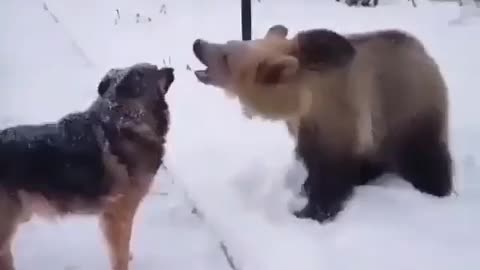 Come on dog play with me