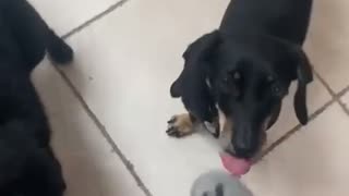 Sausage Dog Steals Shrimp