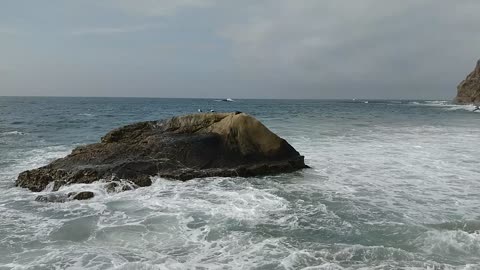 Seal Resting on Dana Point Rock