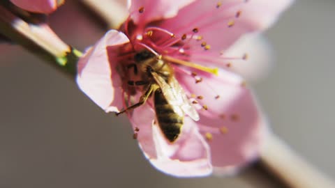 slow motion close up of bee pollinating a flower