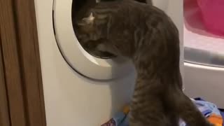 Cat playing with the washing machine