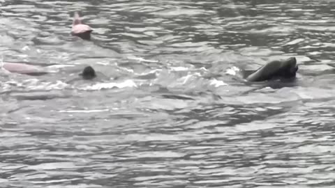 Sea lions surface as snow blankets Vancouver