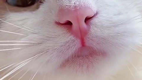 Cat Meowing