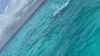 Dolphins at Nungwi Beach in Zanzibar