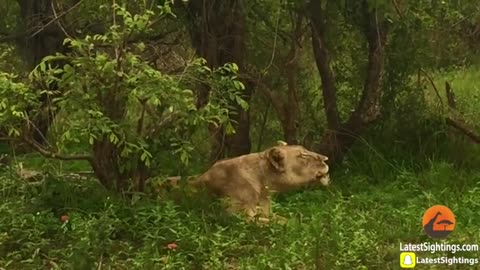 Funny tiger and lion.