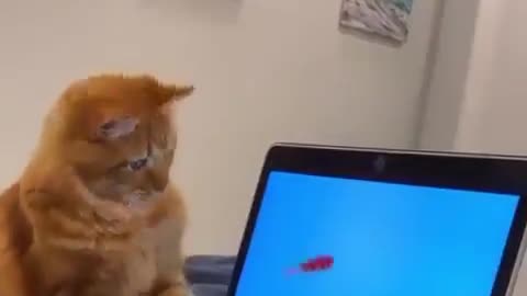 Cat Trying To Eat Fishes 😅😅😅