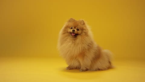 A Cute Pomeranian Dog