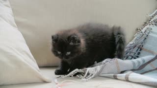 Cat hugs his blanket