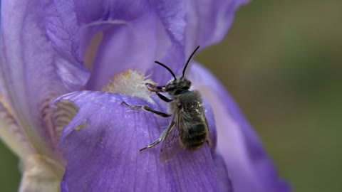 Bee on Purple Flower