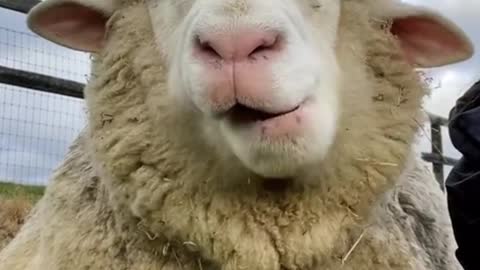 Look at the mouth of this sheep. It moves from side to side when it eats