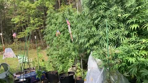 DHP Greenhouse Marijana ©️ 10-17-21