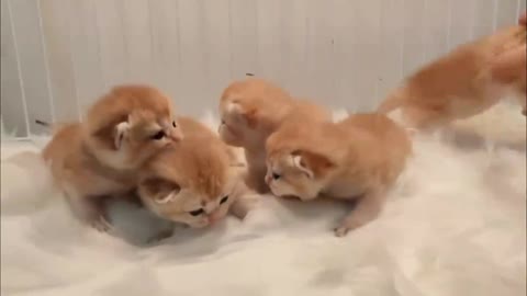 Five lovely kitties