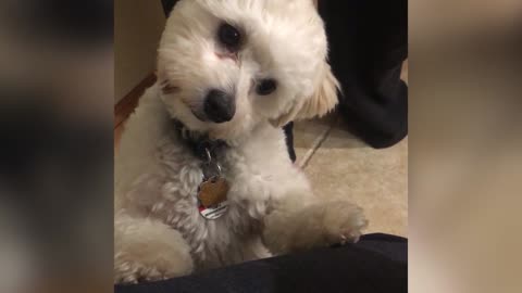 Cute Dog Confused By Singing Cats