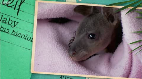 Caring for a Baby Wallaby | BBC Earth