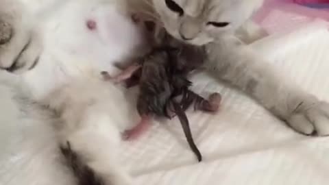 An inactive kitten lying in bed