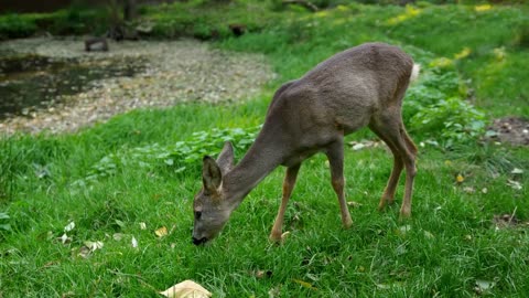 Roe deer grazing