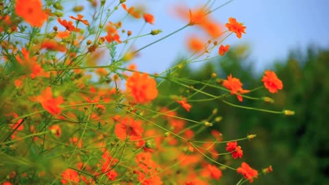 colourful flowers