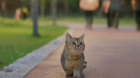 HANDSOME CAT WALKING ALONE