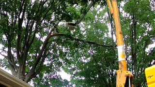 Time lapse video of trimming storm damaged tree