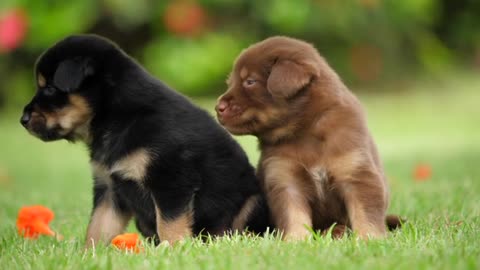 Cute Puppy Baby Dog Playing In The Green Park