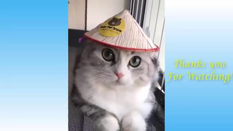 AMAZING FUNNY VIDEOS OF CATS