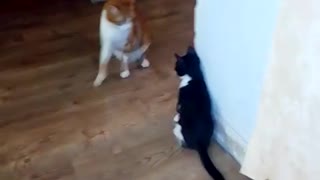 Playing cats