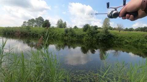 Fishing in Blue Grass