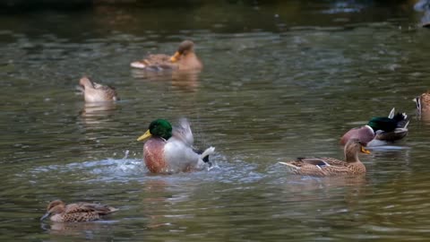 Water fun for ducks