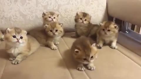 cute cats are ready Funny pets Happy cats