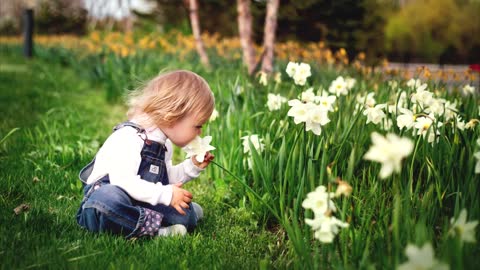 Beautiful Daffodil Flowers Pictures -Relaxing Video