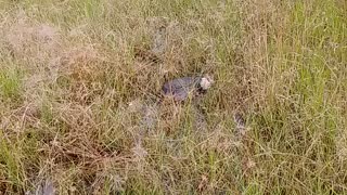 Water moccasin encounter.