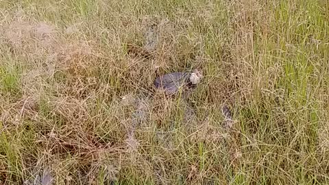 Water moccasin encounter.