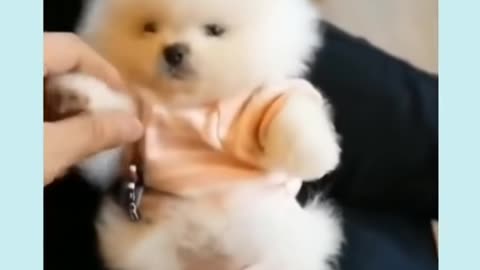 funny baby dogs cute baby dogs baby animal videos