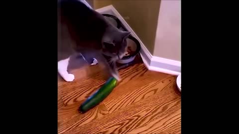 Funny Video Animal Cat jump Cucumber Benefits