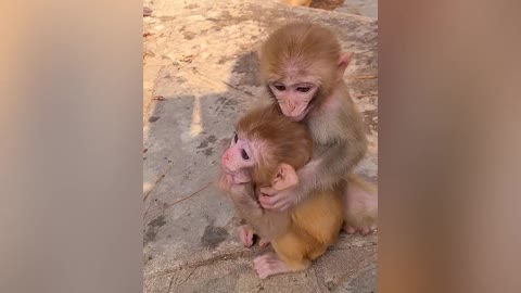 This little monkey is very happy when playing with his friends 🐒