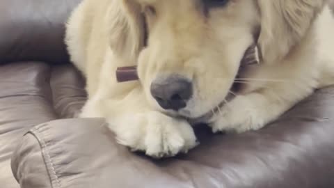 Golden Retriever LOVING This (PUTRID SMELLING) Bully Stick #shortsviral #dogshorts #goldenretriever