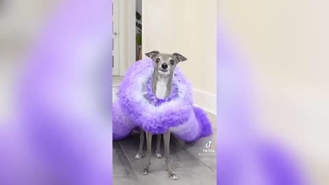 Funny Animal TikToks_ Hot Tik Tok 2021