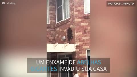 Enxame de abelhas gigantes invade casa na Austrália