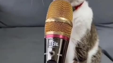 Funny ,cat voice in sound